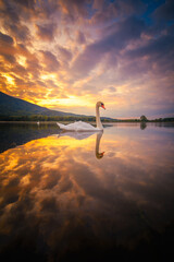 Łabędź pływa w Jeziorze Czanieckim na tle gór i chmur  podczas zachodu słońca - symetria w...