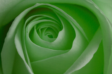 The Seagreen rose never seen before - stock photo
