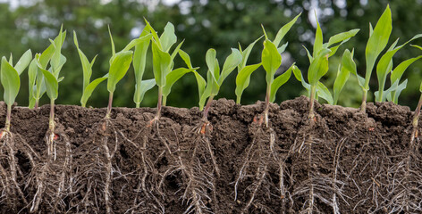 Young shoots of corn with roots