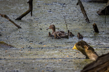 Duck and chicks on muddy water.