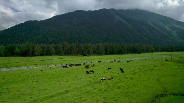 Beautiful aerial view of a pasture with animals in a mountain valley. Landscape and nature of the North Caucasus