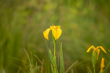 Swamp Iris blooms in the marsh
