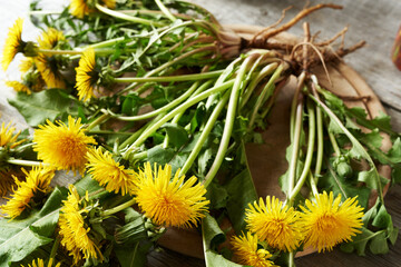 Dandelion flowers with roots, indoors