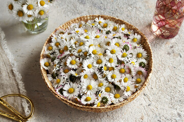 Fresh lawn daisy flowers in a basket, indoors