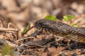 Brown Water Snake moves along the ground