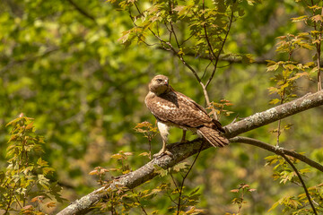 Red-tailed Hawk looking angry while perched on a tree branch