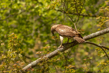 Red-tailed Hawk perched on a tree branch