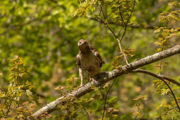 Red-tailed Hawk looking angry while perched on a tree branch