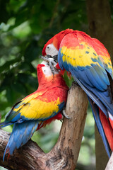 Naklejka na ściany i meble Pair of big parrots Scarlet Macaw, Ara macao, in forest habitat. Two red birds sitting on branch. Wildlife love scene from tropical forest nature.
