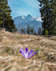 Krokus wiosenny w tle z Tatrami Giewontem