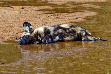 Wild Dogs in Kruger Park, South Africa