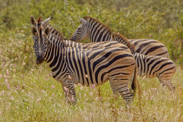 Obraz na płótnie Canvas Zebra in Kruger Park, South Africa