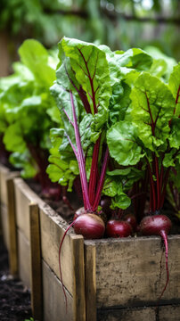 Beets Growing in a Outdoor Ecological Vegetable Garden