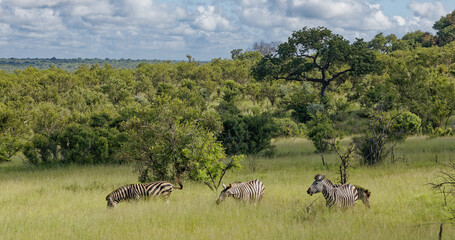 Zebra in Kruger Park, South Africa