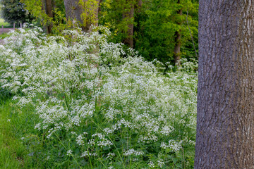 Selective focus of white flowers Cow Parsley in spring, Anthriscus sylvestris, Wild chervil or keck is a herbaceous biennial or short-lived perennial plant in the family Apiaceae, Natural background.