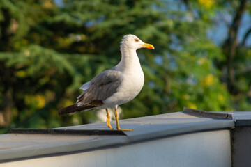 Seagull standing on a roof in front of some green trees.