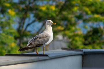 Seagull standing on a roof in front of some green trees.