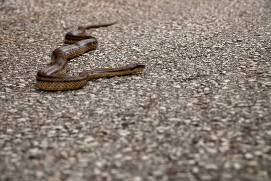 A four lined snake on the street in Greece. Elaphe quatuorlineata.