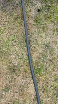 a long watering hose lies on the green grass