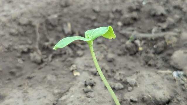 small green seedling sprout grows from the ground