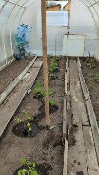 old greenhouse with planted tomatoes and a shovel stuck in the ground