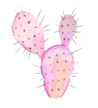 Pastel pink opuntia cactus. Aquarelle hand drawn illustration.