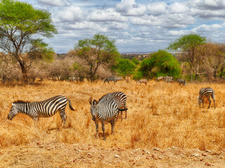 Burchell's Zebra,.  Tarangire National Park, Tanzania