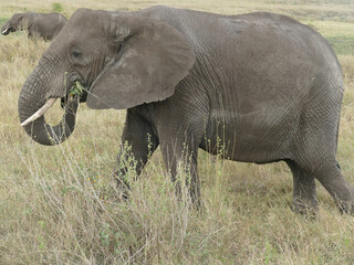 Naklejka na ściany i meble African savannah elephant Loxodonta africana