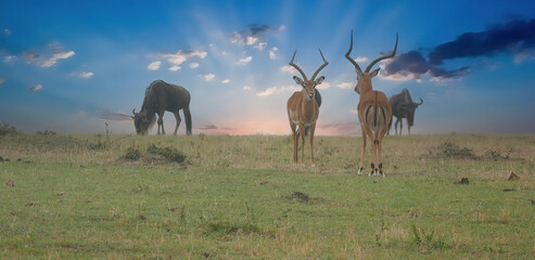 Naklejka na ściany i meble Impala and White bearded wildebeest in Maasai Mara