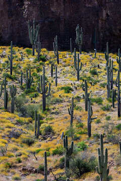 Saguaro Forest, Tonto National Monument