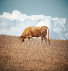 Pastando en las nubes 1
