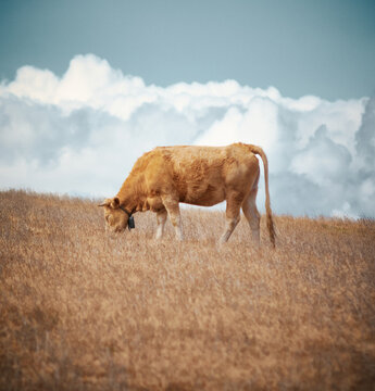 Pastando en las nubes 1