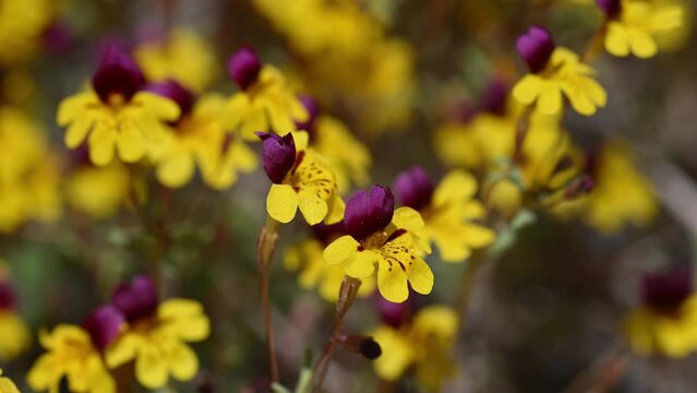 Monkeyflower in Sierra Nevada foothills.