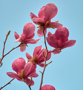 Magnolio en flor