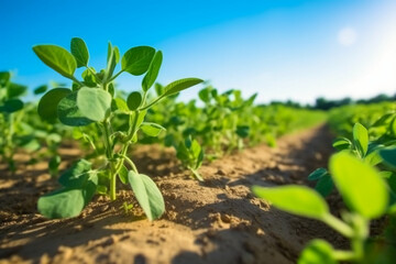 Soybean growth in farm with blue sky background. AI generative