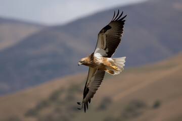 Fototapeta premium The booted eagle in flight Aquila pennata, Generative ai