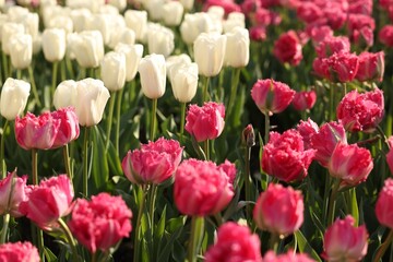 Beautiful colorful tulips growing in flower bed