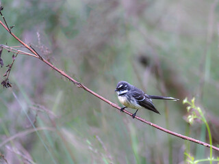 Pied Wagtail