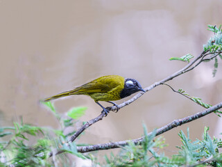 Golden Whistler Head Cocked