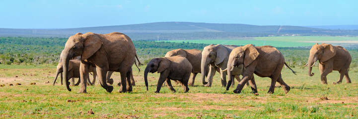 Naklejka na ściany i meble Addo Elephant Park South Africa, Family of Elephants in Addo elephant park during game drive safari