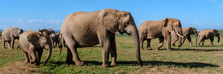 Naklejka na ściany i meble Addo Elephant Park South Africa, Family of Elephants in Addo elephant park during game drive safari