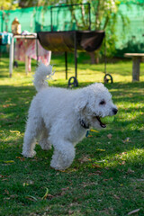 Perro Con pelota de tenis en el hocico