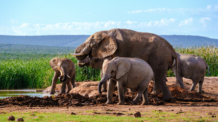 Addo Elephant Park South Africa, Family of Elephants in Addo elephant park, a large group of African Elephants walking in the green grass with a blue sky