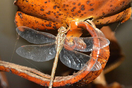 close up of a libelula