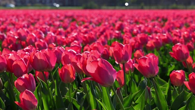 Field of vibrant red tulips. Panorama of colorful tulip fields in Holland, Netherlands. Traditional tulip plantations in the Netherlands
