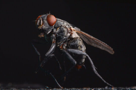 Mosca