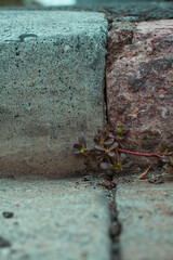 A small plant growing out of the crack of a concrete gutter highlighting the resilience of nature within the urban environment. Concrete jungle. Negative human impact.