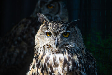 Eastern screech owl close up head shot. Megascops asio. High quality photo