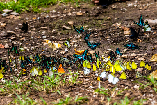 Group of butterflies puddling on the ground and flying in nature, Thailand Butterflies swarm eats minerals in Ban Krang Camp, Kaeng Krachan National Park at Thailand Many butterfly species