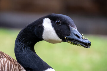 Closeup of the head of a Canada Goose (Branta canadensis) while dabbling in the grass at the park. Raleigh, North Carolina.